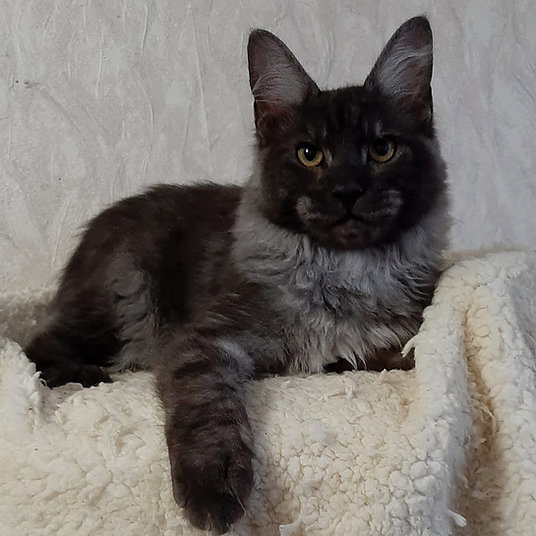 A) Boma -male -10 weeks