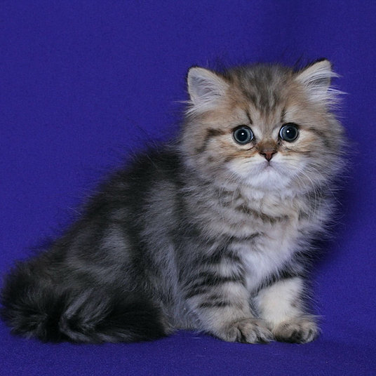 A) Chez-male-9 weeks