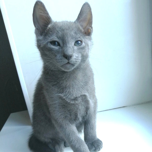 Alvin - male - 9 weeks