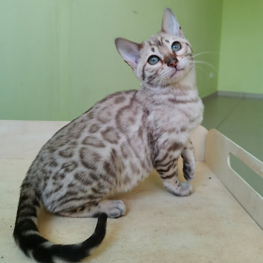 Aneke-Female - 10 weeks