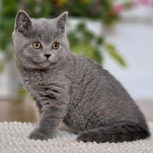B) Eddie - male - 10 weeks