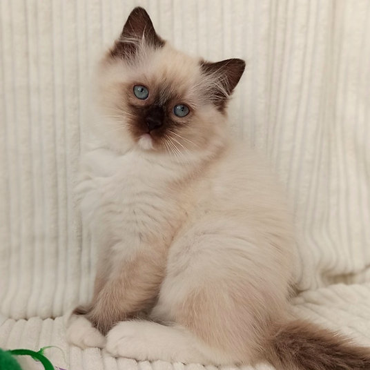 Berri - female- 10 weeks