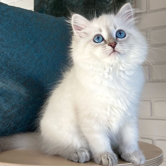 Berta -female -10 weeks