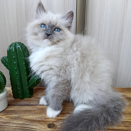 Britta - female -10 weeks