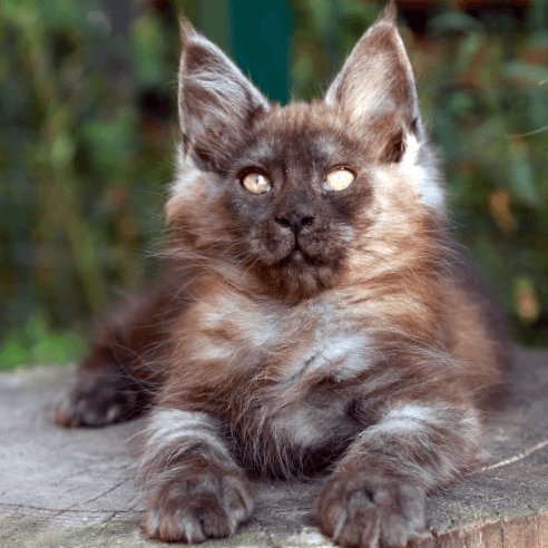 C) Ginna-female-11 weeks