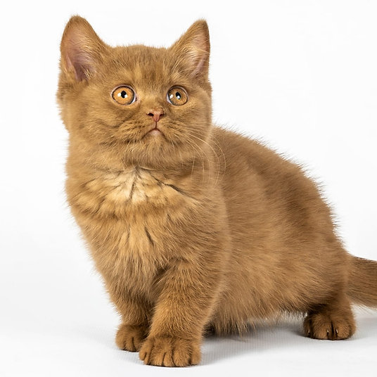 C) Rico - male -9 weeks