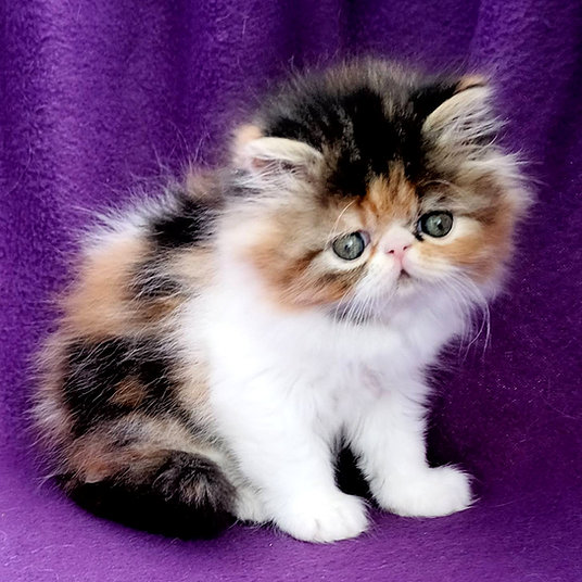 C) vera -female -9 weeks