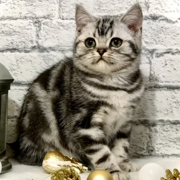 Casper - male - 9 weeks