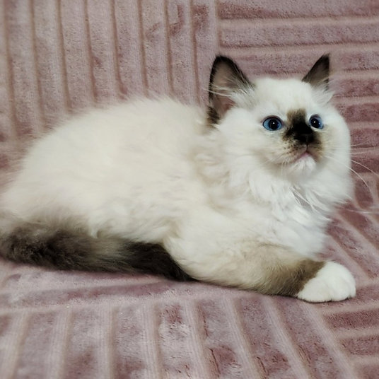 Cecilia - female - 10 weeks