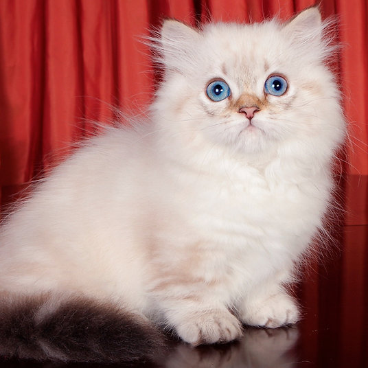 Charlie - male - 10 weeks