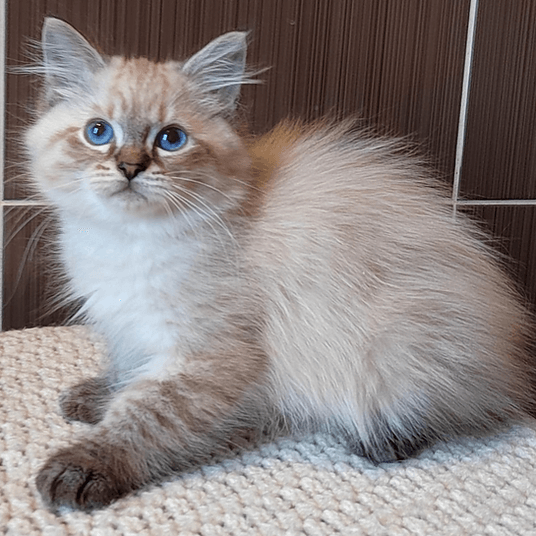 Clovis -male -9 weeks