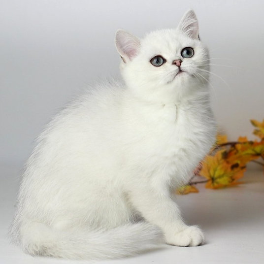 D) Fanny -female -10 weeks