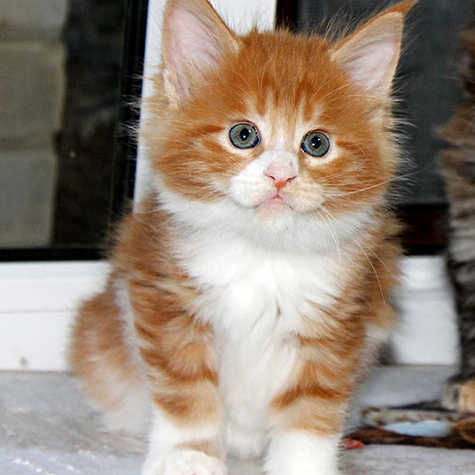 D) Jenna - female -9 weeks