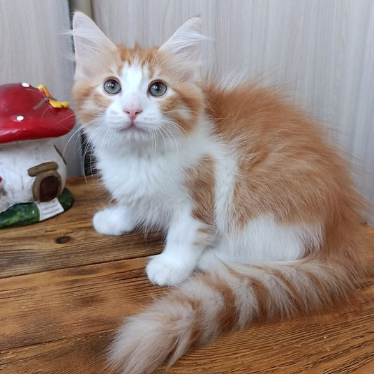 Dino -male -9weeks
