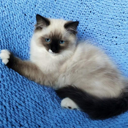Don - male-10 weeks