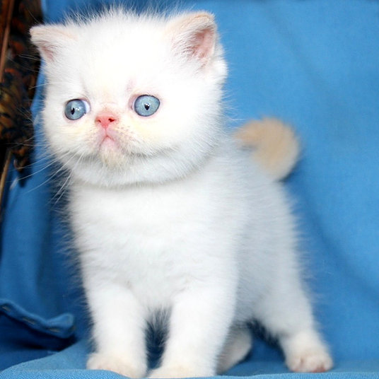 E) Holly -female -9 weeks