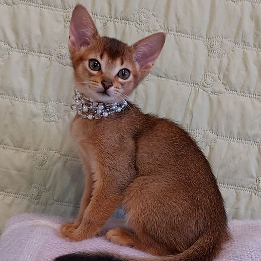 Elita - female-9 weeks