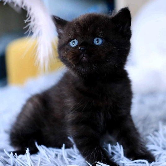 Ellie -female -9 weeks