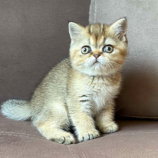 F) Doris -fmale 9 weeks