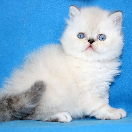 F) Kayla -female -9 weeks