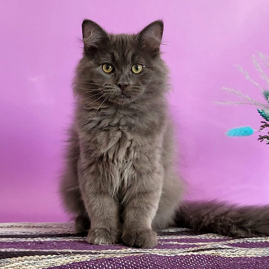 Felix - male - 10 weeks