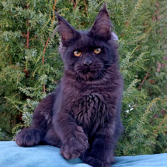 Flash - male -10 weeks
