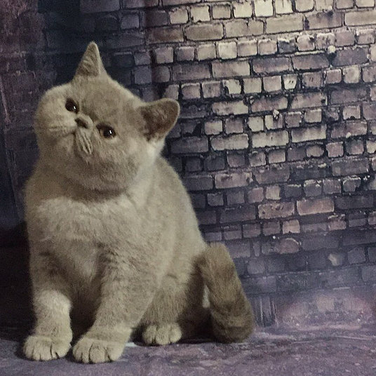 H) Zee- female-10 weeks