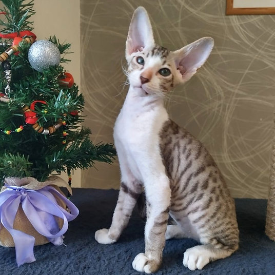Hugo -male - 10 weeks