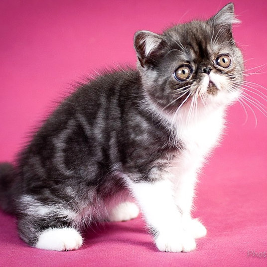 I) Danny - male - 10 weeks