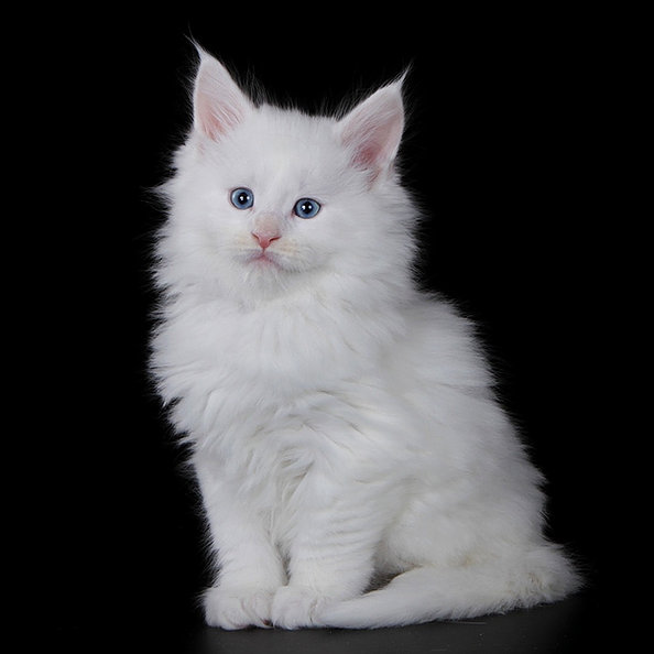 I) RAND -male -10 weeks