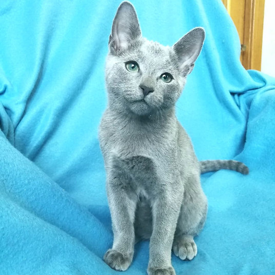 Isabel - female-9 weeks