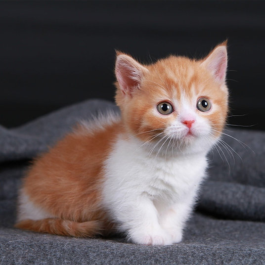Jacky - female -9 weeks