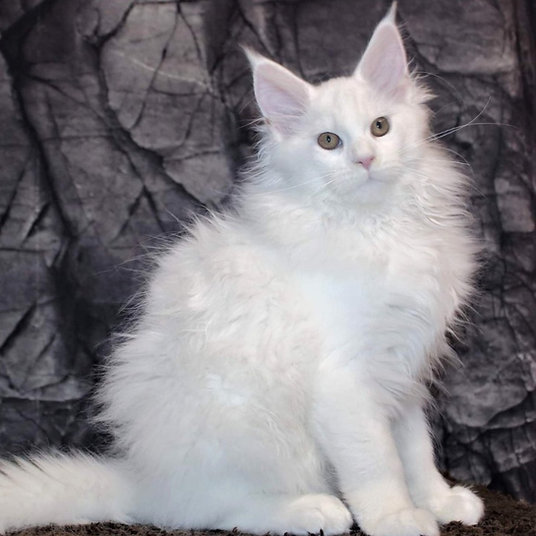 Jolie -female -10 weeks