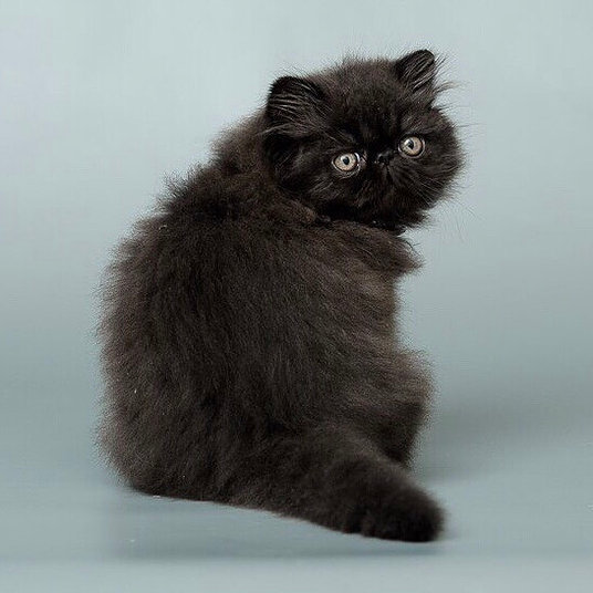 K) Ceeyah - female-10 weeks