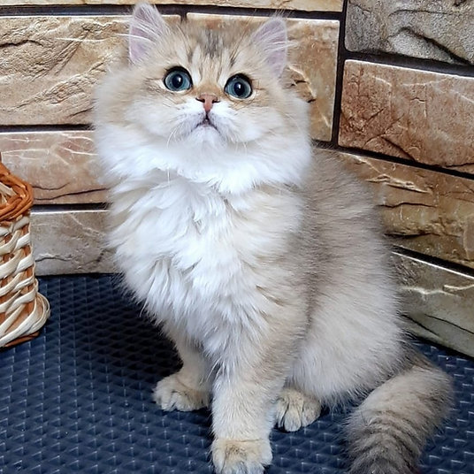 Kamila -female -9 weeks