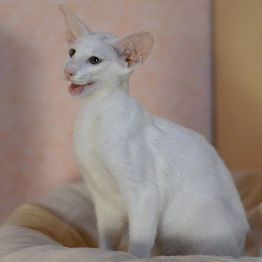 Kiki- female-11 weeks