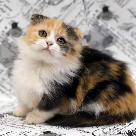 Lola -female - 10 weeks