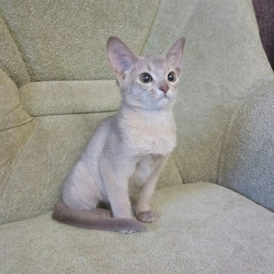 Lori -female - 9 weeks