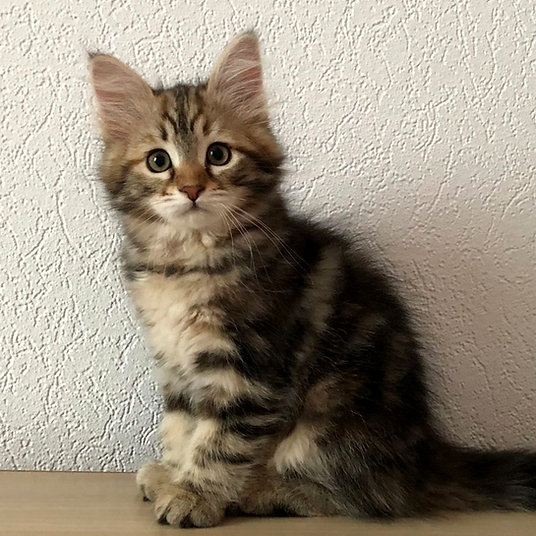 Marta -female-9 weeks