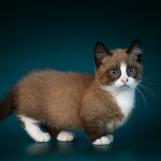 Max - male-9 weeks