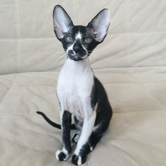 Molly -female -10 weeks