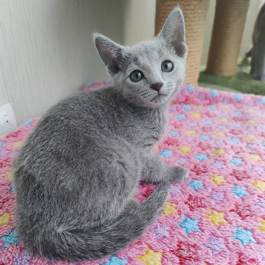 Naya -female-9 weeks