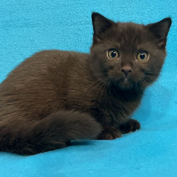 Nico -male -9 weeks