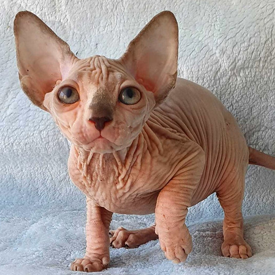 Olivia - female -9 weeks