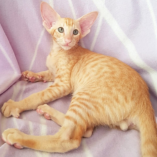 Oscar -male-10 weeks