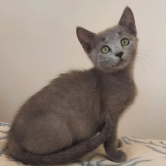 Prince -male - 10 weeks