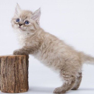 Prisca -female -9 weeks