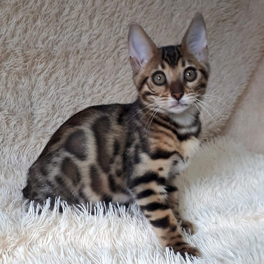 Riana -female - 10 weeks