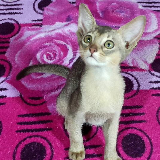 Richi- male - 9 weeks