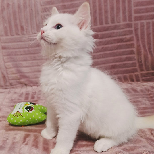 Roman - male -9 weeks